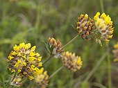 Kidney-vetch blooms at spring Doubs France