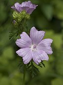 Musk mallow flowering in summer Doubs France