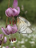 Black-veined White mating on a Purple Turk's Cap Lily