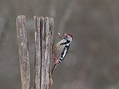 Middle Spotted Woodpecker  carrying a nut near the forge