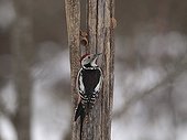 Middle Spotted Woodpecker at its forge where it stuck a nut