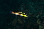 Cortez Rainbow Wrasse in the Cabo Pulmo NP Mexico