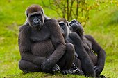 Western lowland gorillas grooming