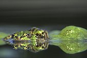Reflection of a green frog and filamentous algae ; Grand Prix International Year of wetlands Namur, 1996