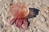Mauve stinger jellyfish on a beach at  Villefranche-sur-Mer