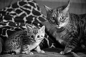Bengal kitten and her mother on a couch