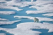 Polar bear on ice-floe at Larsen Sound Canada