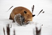 Red fox catching a Grey squirrel in snow Quebec Canada