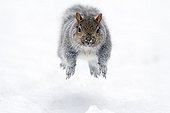 Grey squirrel running and jumping in snow Quebec Canada