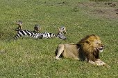 Mal lion upset by the jackal wich eat its zebra Kenya