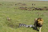 Male lion leaving his prey to the jackals Kenya 