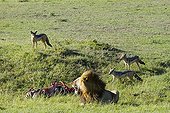Male lion and Black-backed jackal approaching its prey Kenya