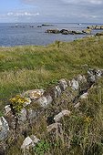 Oven seaweed Balanec island Iroise Sea Brittany France 