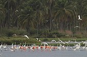Mixt group of Egrets and greater flamingoes Venezuela