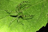 Green lynx spider on a leaf in Botswana