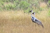 Wattled Cranes in Botswana