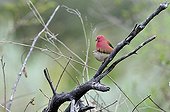 Red-billed Firefinch mating on a branch Botswana