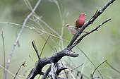 Couple of Red-billed Firefinch on a branch Botswana