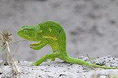 Flap-necked Chameleon Okavango Delta in Botswana