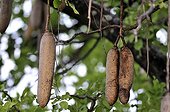 Fruit of the Sausage tree in Botswana
