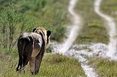Lion alone following a scent trail near a trail Botswana