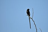 Magpie Shrike on a branch in Botswana