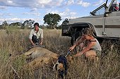 Téléanesthésiée lioness in Botswana Moremi Reserve ; Dr. Anne-Lise Chaber and Femke Broekhuis changes the radio collar 