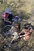 Removing the radio collar on a Spotted Hyena Botswana ; Dr. Anne-Lise Chaber and Femke Broekhuis removes the collar on the animal anesthetized 