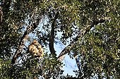 Yellow baboons in a tree Okavango Delta Botswana