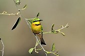 Little Bee-eater on a branch Botswana