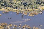 Aerial view of Elephants bathing in a river Botswana