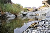Arabian Toad in a river Oman