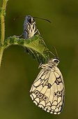 Marbled White butterflies on leaf France