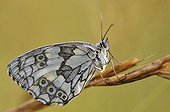 Marbled White butterfly on ear France