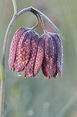 Morning frost on a Snakehead Lily Aquitaine France