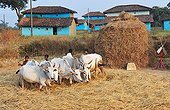 Threshing rice in a village in Madhya Pradesh India  ; The harvest of the rice is done end of november. The cows are still used to separe the rice from the straws.