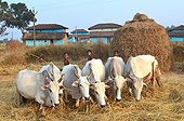 Threshing rice in a village in Madhya Pradesh India  ; The harvest of the rice is done end of november. The cows are still used to separe the rice from the straws.