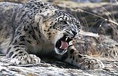 Snow Leopard spitting in the position of intimidation