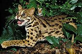 Leopard Cat female spitting to defend its little
