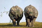 Indian Rhinoceros couple eating the same branch 