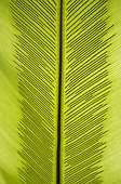 Sporangia on Bird's Nest Fern leaf Sumatra