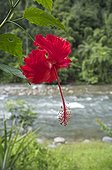 Hibiscus flower in a garden of China Sumatra 