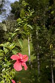 Hibiscus flower in a garden Sumatra