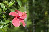 Hibiscus flower in a garden Sumatra