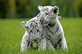 Two white Tigers playing in grass Asia