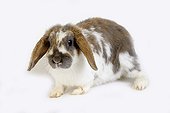 Belier nain rabbit on a white background