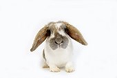 Belier nain rabbit on a white background