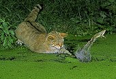 Wild Cat hunting a green frog in a pond 
