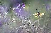 Butterfly-lion on a stem Plaines des Maures France