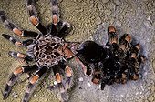 Mexican redknee tarantula moulting